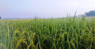 শীতের জন্য আরও এক মাস অপেক্ষা শীতের জন্য আরও এক মাস অপেক্ষা