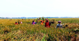 হাওরে ধান কাটার ধুম হাওরে ধান কাটার ধুম