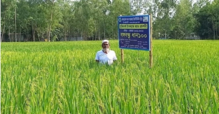 ‘বঙ্গবন্ধু-১০০’ ধান আবাদে কৃষকের সাফল্য