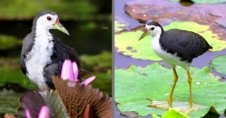 দেশ থেকে হারিয়ে যাচ্ছে জলের পাখি ডাহুক