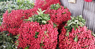 দিনাজপুরে ৮০০ কোটি টাকার লিচু বিক্রির আশা দিনাজপুরে ৮০০ কোটি টাকার লিচু বিক্রির আশা