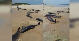 মোজাম্বিকের উপকূলে আরও ৮৬টি মৃত ডলফিন উদ্ধার মোজাম্বিকের উপকূলে আরও ৮৬টি মৃত ডলফিন উদ্ধার