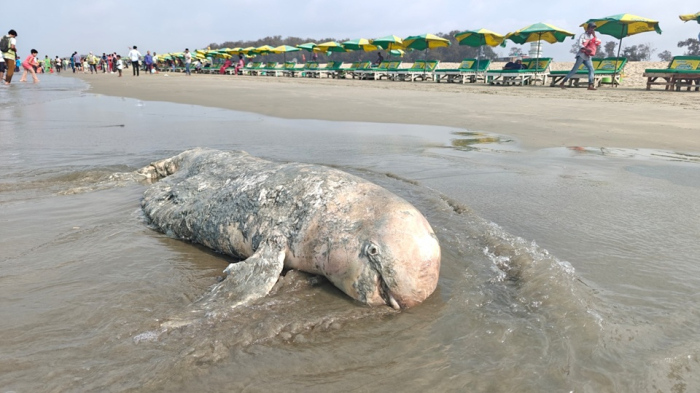 ছবি: সংগ্রহিত।