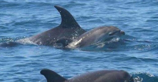 মরা বাচ্চাকে পিঠে নিয়ে চলেছে মা ডলফিন