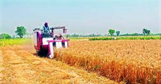 গম কাটা মাড়াইয়ে ব্যস্ত সময় পার করছেন কৃষকরা গম কাটা মাড়াইয়ে ব্যস্ত সময় পার করছেন কৃষকরা