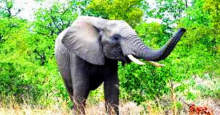 কাপ্তাইয়ে বন্যহাতির আক্রমণে নারীর মৃত্যু