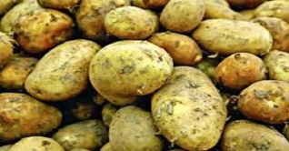 বাজারে উঠেছে নতুন আলু, কেজি ১৫০ টাকা!