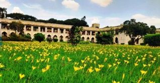 ঢাবির হলে শোভা ছড়াচ্ছে রেইন লিলি