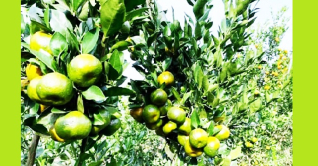 শ্রীপুরে আট হেক্টর জমিতে কমলা চাষ