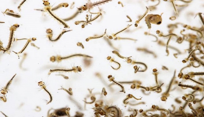 প্রতীকী ছবি