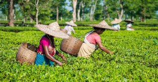 চা-শ্রমিক জনগোষ্ঠীর ইতিহাসে একটি রক্তস্নাত দিন আজ চা-শ্রমিক জনগোষ্ঠীর ইতিহাসে একটি রক্তস্নাত দিন আজ