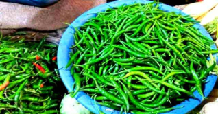 কাঁচামরিচের কেজি ছাড়ালো ৩০০ টাকা