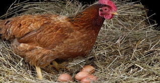 ক্যান্সারের চিকিৎসায় মুরগির ডিম!