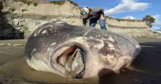 ক্যালিফোর্নিয়ায় দানব আকৃতির মাছের সন্ধান