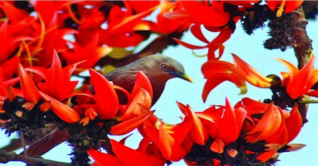 আগুন রাঙা ফাগুনে ভালোবাসা