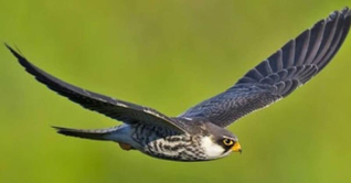 একটানা উড়ে ৬১০০ কি.মি পথপাড়ি! রেকর্ড ভাঙল ৩ বাজপাখি