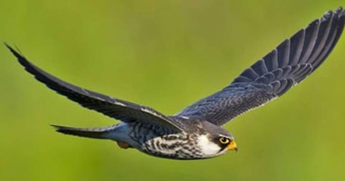 একটানা উড়ে ৬১০০ কি.মি পথপাড়ি! রেকর্ড ভাঙল ৩ বাজপাখি