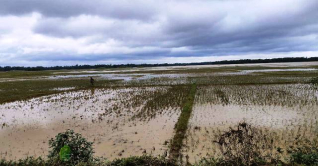 ফেনীতে বন্যায় কৃষিতেই ক্ষতি ৪৫১ কোটি ২০ লাখ টাকা ফেনীতে বন্যায় কৃষিতেই ক্ষতি ৪৫১ কোটি ২০ লাখ টাকা