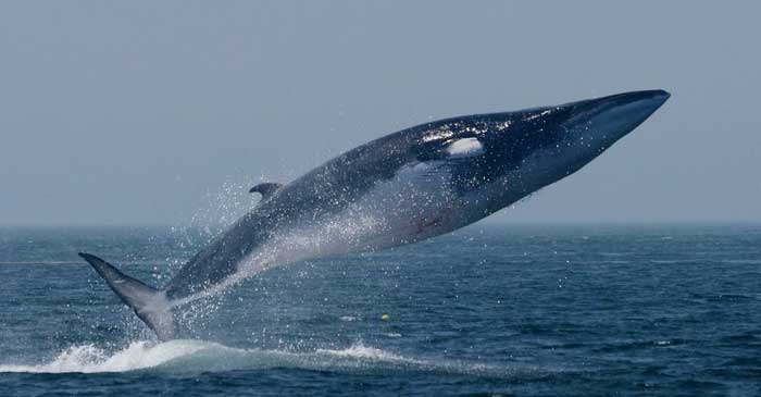 ছবি: ইন্টারনেট