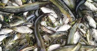 হারিয়ে যাচ্ছে দেশি মাছের ৫০ প্রজাতি