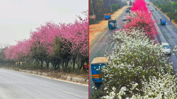 ছবি: সংগ্রহিত।