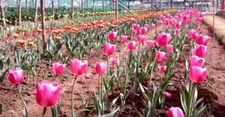 দেশে বাণিজ্যিকভাবে টিউলিপ ফুল চাষের সম্ভাবনা দেশে বাণিজ্যিকভাবে টিউলিপ ফুল চাষের সম্ভাবনা