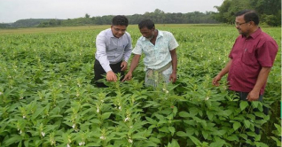 এক জমিতে বছরে চার ফসল উৎপাদন
