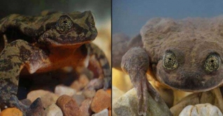 অবশেষে মিলন হচ্ছে রোমিও-জুলিয়েটের!