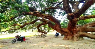 ঠাকুরগাঁওয়ে ২০০ বছরের পুরোনো আমগাছ দেখতে পর্যটকদের ভিড়