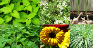 মশা থেকে বাঁচতে বারান্দায় রাখুন ৫ গাছ মশা থেকে বাঁচতে বারান্দায় রাখুন ৫ গাছ