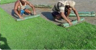 জামালপুরে কার্পেট ঘাস চাষের উজ্জল সম্ভাবনা জামালপুরে কার্পেট ঘাস চাষের উজ্জল সম্ভাবনা