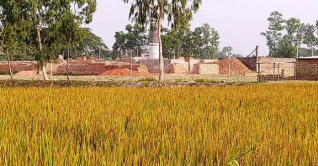 ইটভাটার বিষাক্ত গ্যাসে ২৫০ বিঘার ধান নষ্ট ইটভাটার বিষাক্ত গ্যাসে ২৫০ বিঘার ধান নষ্ট