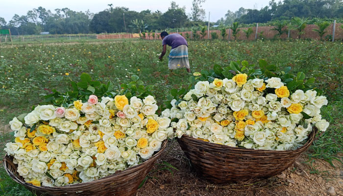 ফাইল ছবি