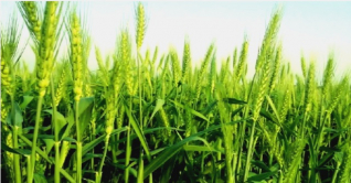 মাগুরায় গমের ভালো ফলনের আশা মাগুরায় গমের ভালো ফলনের আশা