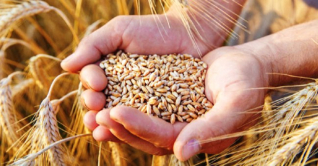 গম রপ্তানিতে নিষেধাজ্ঞা দিল ভারত