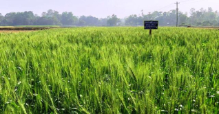 ফেনীর দাগনভূঞায় গমের আবাদ বেড়েছে