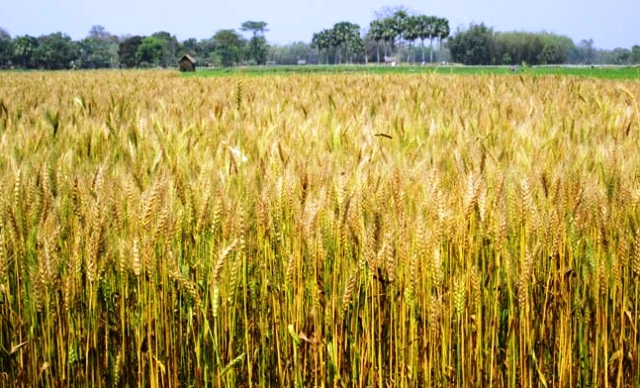 ফাইল ছবি