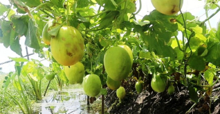 গোপালগঞ্জে ঘের পাড়ে সাম্মাম ফল চাষে চমক