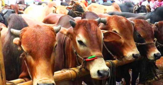 ঢাকার দুই সিটিতে বসবে ১৭ অস্থায়ী পশুর হাট ঢাকার দুই সিটিতে বসবে ১৭ অস্থায়ী পশুর হাট