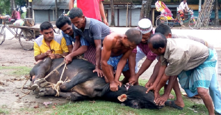 ঈদের দ্বিতীয় দিনেও রাজধানীতে চলছে পশু কোরবানি