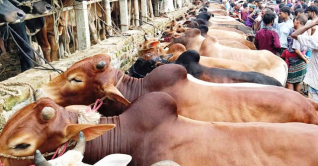 অনলাইন ও হাটে ৯৪ লাখ পশু বিক্রি অনলাইন ও হাটে ৯৪ লাখ পশু বিক্রি