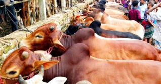 যে ১৬ নির্দেশনা মানতে হবে পশুর হাটে