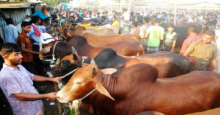 রাজধানীর হাটগুলোতে বড় গরুর ক্রেতা কম