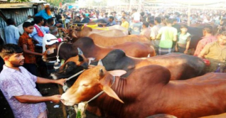 জমজমাট পশুর হাট, বেচাকেনা কম জমজমাট পশুর হাট, বেচাকেনা কম