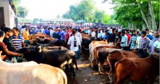 গরুর দাম নিয়ে ক্রেতার মুখে হাসি নেই, বিক্রেতারাও হতাশ