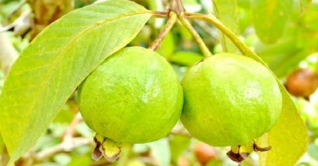 জেনে নিন পেয়ারার পুষ্টিগুণ ও উপকারিতা জেনে নিন পেয়ারার পুষ্টিগুণ ও উপকারিতা