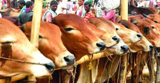 রাজধানীতে কোরবানির পশুর হাট বসছে আজ রাজধানীতে কোরবানির পশুর হাট বসছে আজ