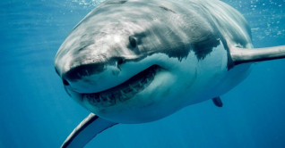 মিশরে হাঙরের আক্রমণে দুই নারীর মৃত্যু