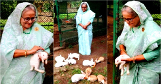 প্রধানমন্ত্রীর ডাকে ছুটে এলো খরগোশের দল