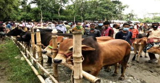 সারাদেশে ৪৩৯৯ পশুর হাট বসবে